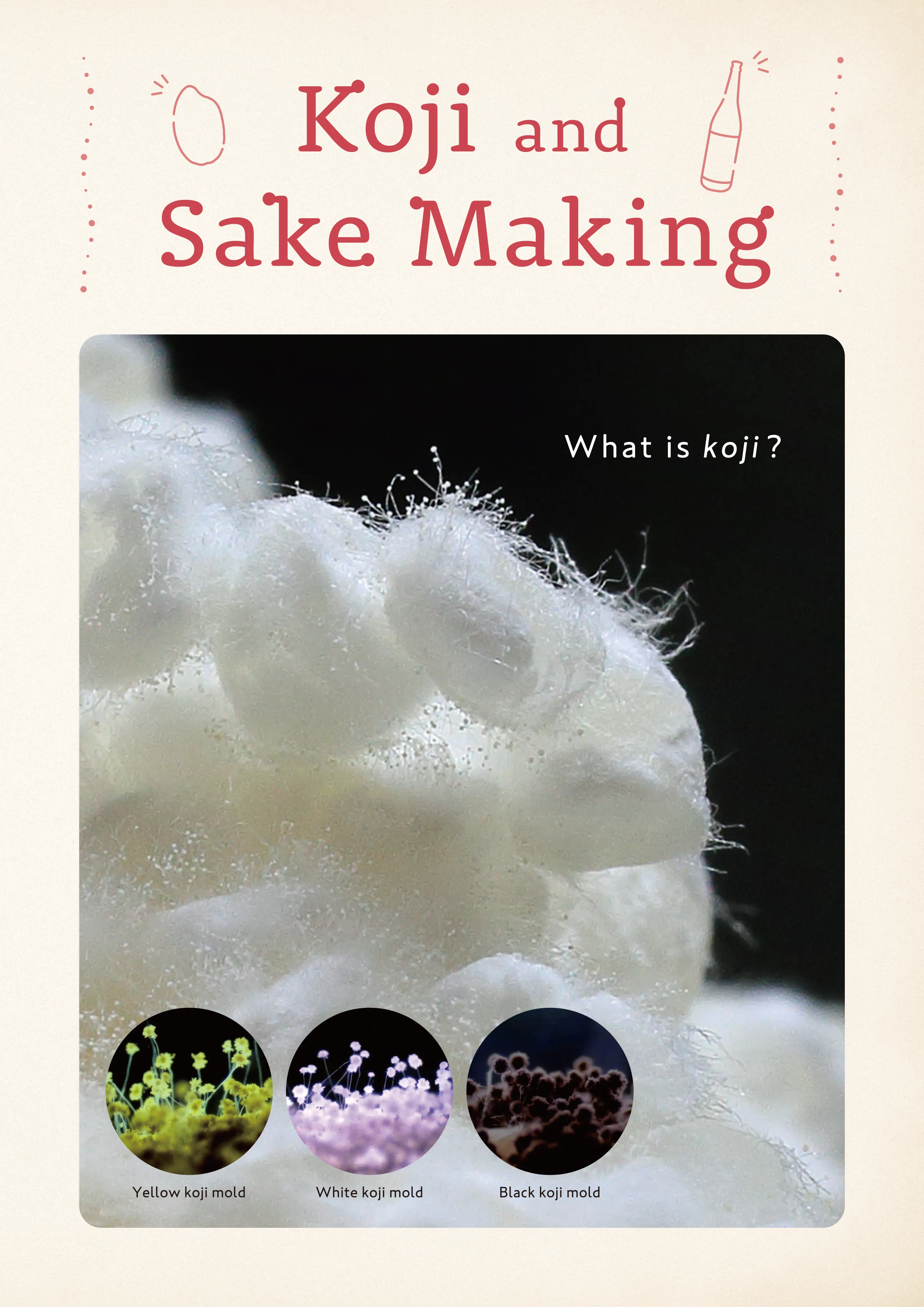 Koji and Sake Making